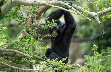 siamang has spotted you 