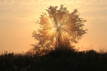 misty dawn with a tree in the sun
