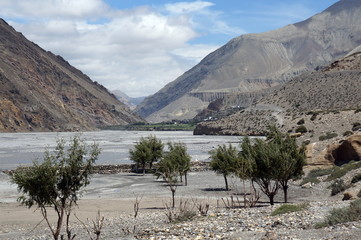 Trees grow on the banks of the Kali Gandaki River in the Dolna of the Himalayan Mountains. Nepal. Upper Mustang. - obrazy, fototapety, plakaty