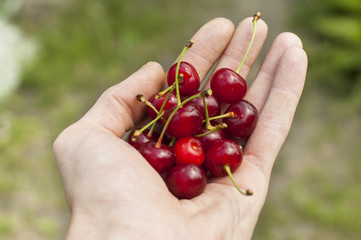 Hands holding freshly picked cherries