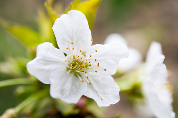 Cherry flower