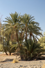 Palm Tree in Nahouk, Saravan, Sistan and Baluchistan, Iran