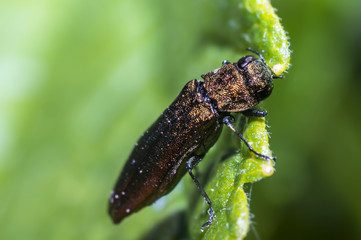 little brown beetle on green leaf in the season garden