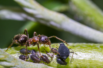 ants milking aphids on green leaf in the season garden