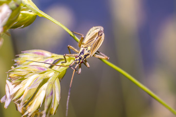 Fototapeta premium little striped beetle on a blade of grass in the season meadow