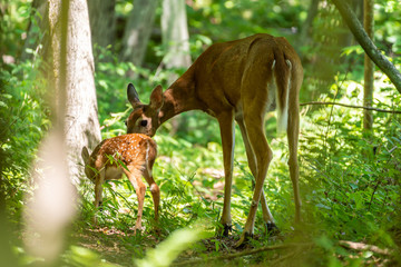 Whitetail fawn in woods with mother, cute