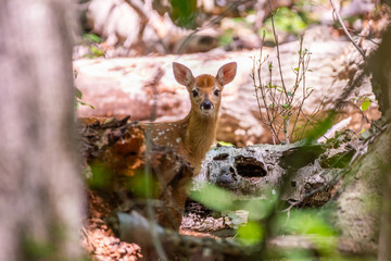 Whitetail fawn in woods
