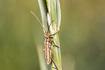 little striped beetle on a blade of grass in the season meadow