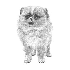Obraz premium Pomeranian hand drawn
