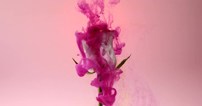 Colorful drops falling on a beautiful rose against pink background.