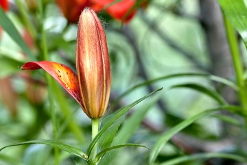 blooming Bud of tiger Lily