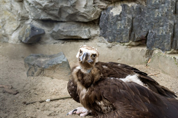 The eagle sits on a sand in a painful pose and looks away with a wooden house and large stones