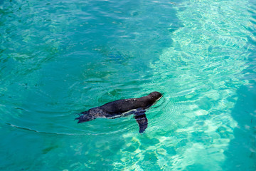 The little gumboldt penguin floats alone in the pool in blue water on a sunny bright day. 