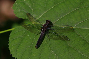 dragonfly on plants 