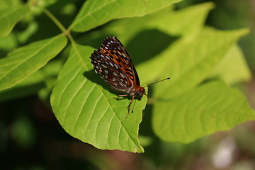 Fototapeta na wymiar orange spotted butterfly 