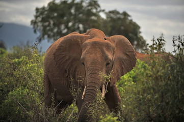 Fototapeta na wymiar Elephants in the Tsavo National Park in Kenya