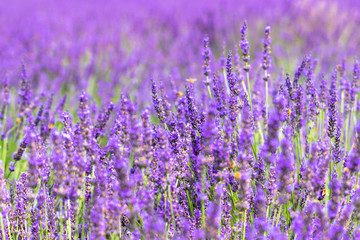 lavender / Sakura lavender land in Sakura city, Chiba prefecture