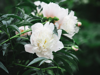 Garden flowers shot in a low key.