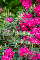 Fototapeta na wymiar Beautiful blooming pink rhododendron flowers