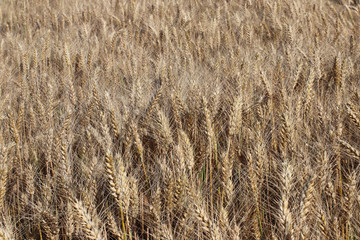 A field of rye and barley. Maturation of the future harvest. Agrarian sector of the agricultural...