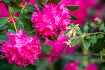 Beautiful blooming pink rhododendron flowers