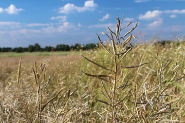 Fototapeta premium Ripe pod of rape on the field in the rays of sunlight. Agriculture. Farm lands. The harvest of oily crops. Alternative fuel. Macro photo with blurred background. Growing of food