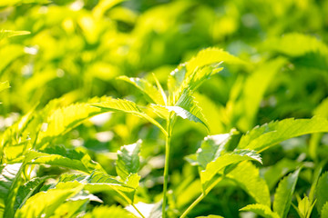 Top green trees under sunlight. The branches and green leaves in the morning. botany  , nature , Photo concept leaves and environment.