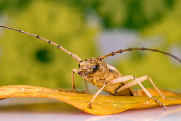 Extreme zoom close up of male brown Deep mountain oak wood borer longhorn beetle (Coleoptera: Cerambycidae: Cerambycinae: Cerambycini: Massicus scapulatus) isolated with soft colourful background