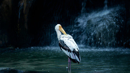 Pelican stands in the water in the background mini waterfall