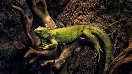 Green iguana sitting on a branch