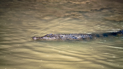 Big evil crocodile floating on the river in the rain