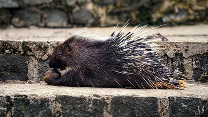 Porcupine eats potatoes