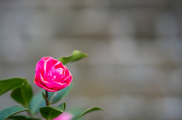 Small fragile pink rose