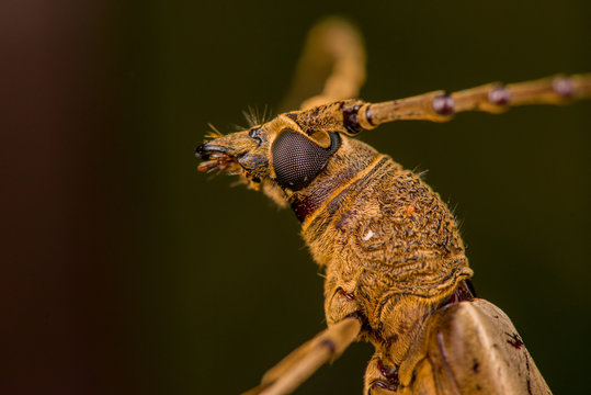 Extreme zoom close up of male brown Deep mountain oak wood borer longhorn beetle (Coleoptera: Cerambycidae: Cerambycinae: Cerambycini: Massicus scapulatus) isolated with dark black background
