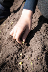 planting peas in the cultivated garden in the spring sowing time