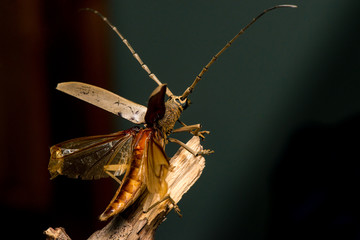 Male brown Deep mountain oak wood borer longhorn beetle (Coleoptera: Cerambycidae: Cerambycinae: Massicus scapulatus) hardened forewings raised, hindwings unfolding, ready to fly with dark background