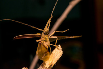 Male brown Deep mountain oak wood borer longhorn beetle (Coleoptera: Cerambycidae: Cerambycinae: Massicus scapulatus) hardened forewings raised, hindwings unfolding, ready to fly with dark background