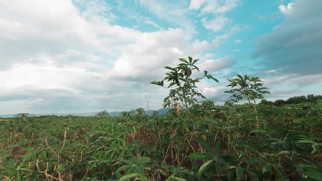 Dramatic stormy and cloud is moving tapioca tree in farm, landscape time lapse
