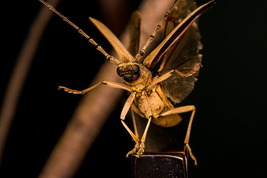 Male brown Deep mountain oak wood borer longhorn beetle (Coleoptera: Cerambycidae: Cerambycinae: Massicus scapulatus) hardened forewings raised, hindwings unfolding, ready to fly with dark background