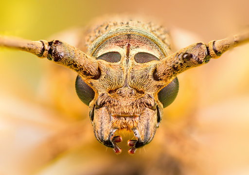 Extreme zoom close up of male brown Deep mountain oak wood borer longhorn beetle (Coleoptera: Cerambycidae: Cerambycinae: Cerambycini: Massicus scapulatus) isolated with soft colourful background