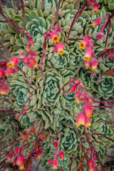 Obraz premium Closeup of an Aeonium succulent plant