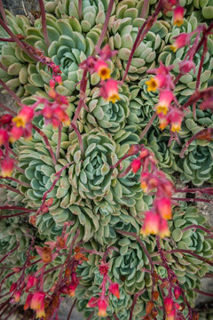 Closeup of an Aeonium succulent plant