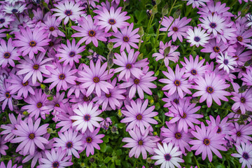 Beautiful violet daisy flowers in spring