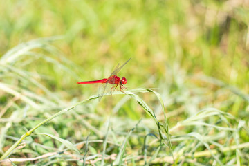 Red dragonfly on the grass