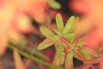 red leaf in autumn