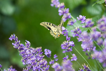 macro butterfly on the lavender flower