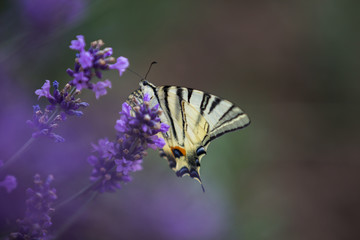 Yellow and black butterfly eating nectar on the lavender