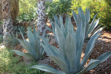 Close up view of agave plants in a desert climate landscape