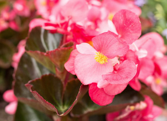Fototapeta na wymiar Pink blossoms of begonia semperflorens from close-up. Nice leaves with red edges. 