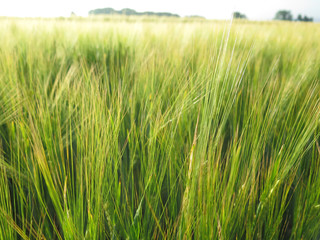 Obraz premium Field of barley